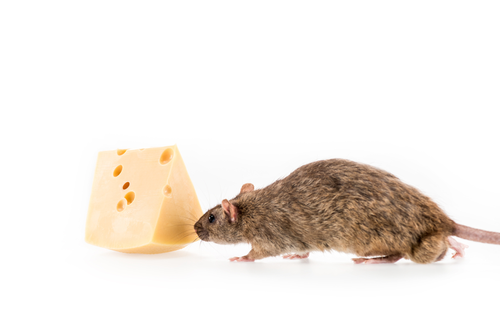 Rat eating cheese